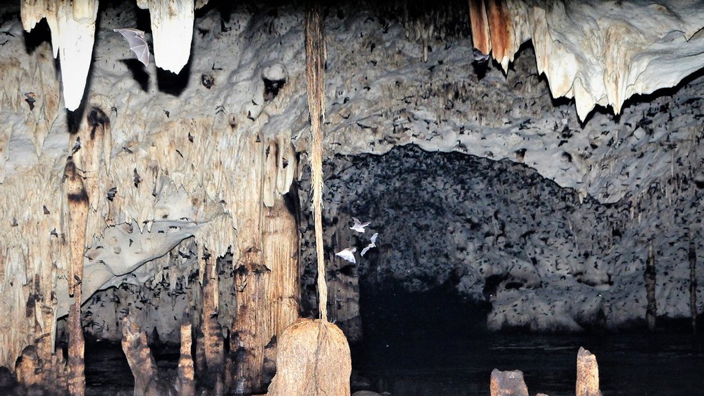 Murciélagos volando dentro de la cueva
