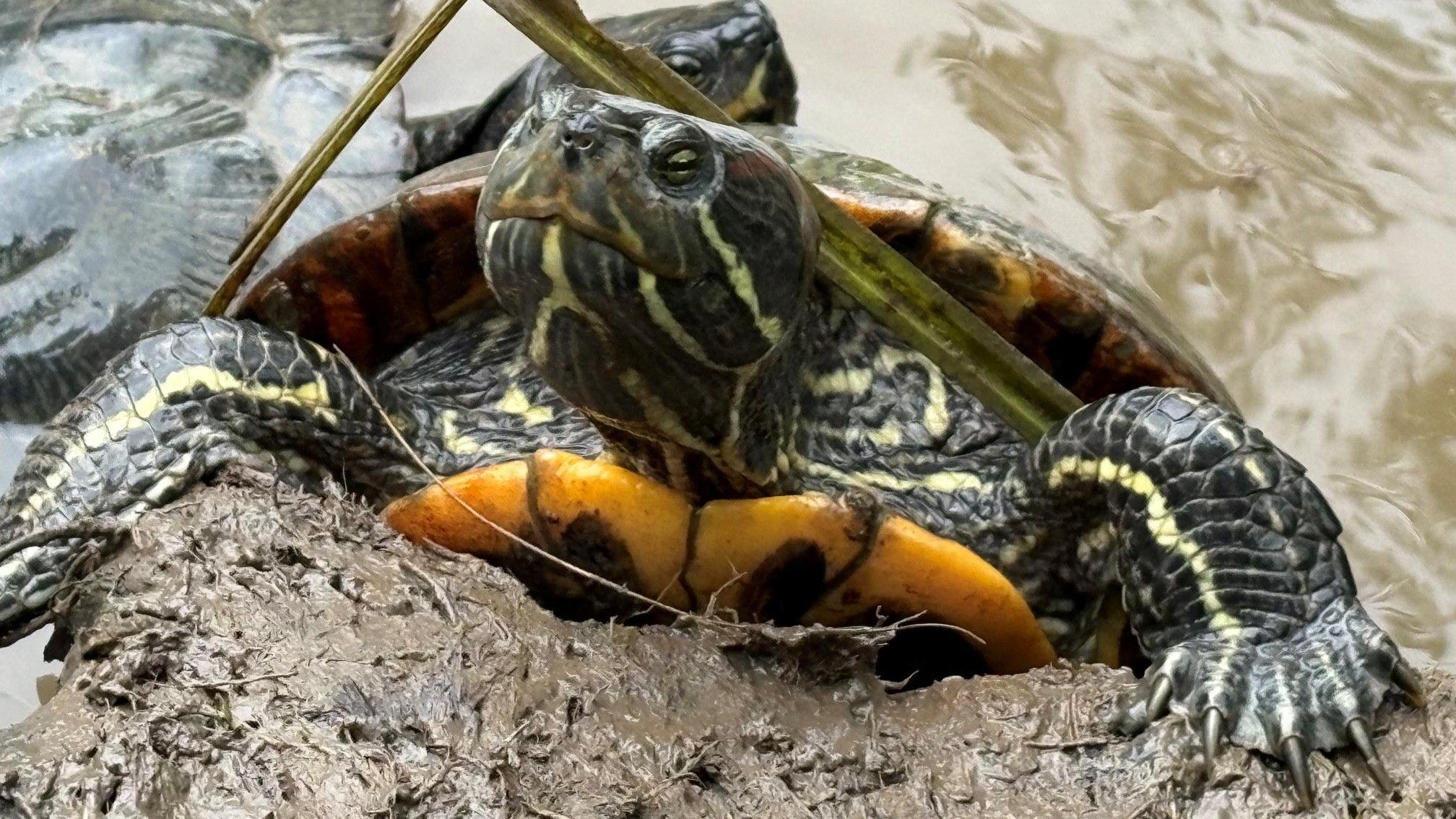 rough & swellHUNTER OFF TURTLE フリースタートル Sanctuary crammed full due to Teenage Mutant Ninja Turtles craze