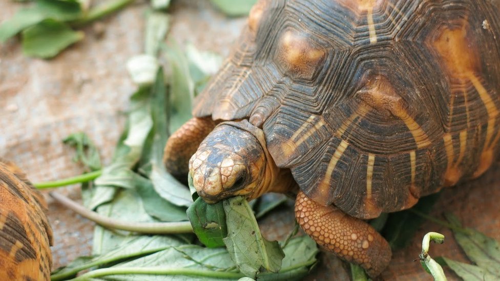 The top-secret tortoise sanctuary of Madagascar - BBC News