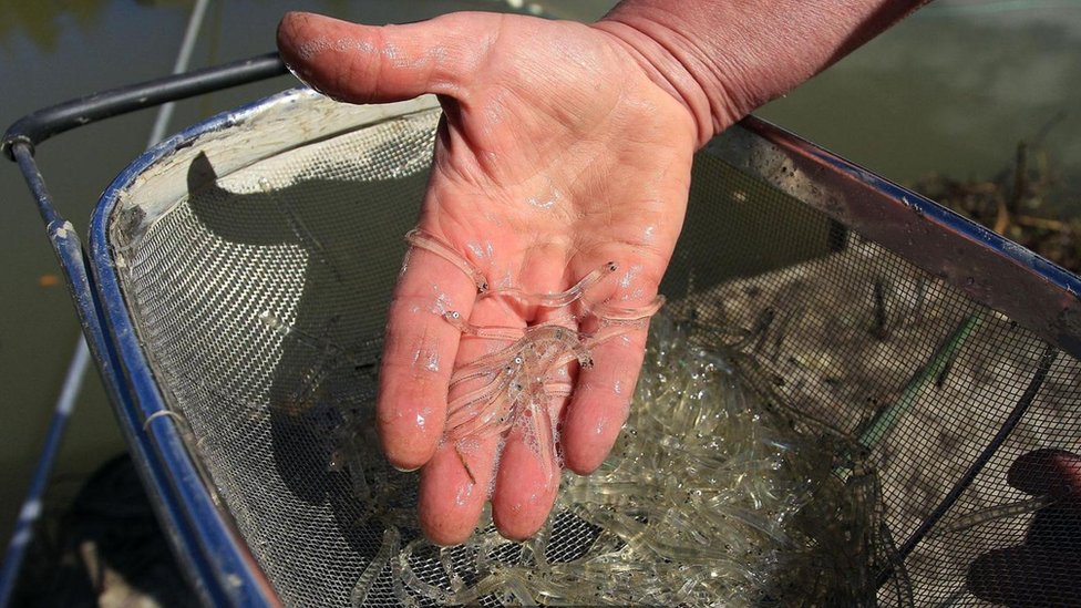 Mano con peces diminutos