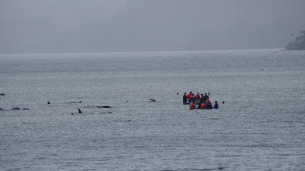 Crews assisting the stranded whales