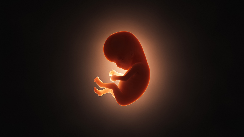Imagen de computadora de un embrión humano