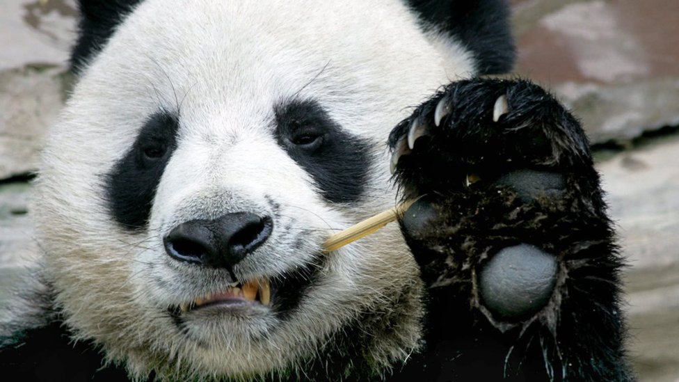 Giant panda death in Thailand leaves China asking questions
