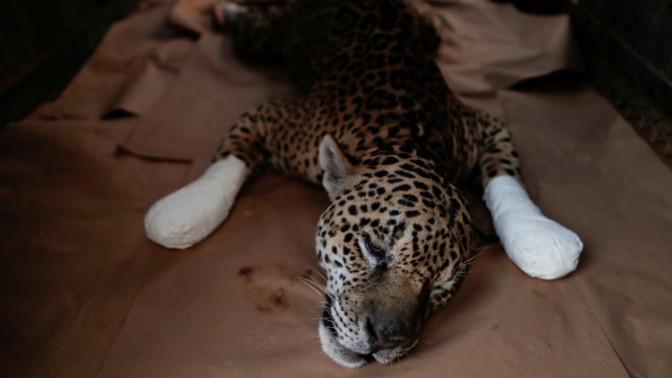 2020, amazon, kebakaran hutan, jaguar