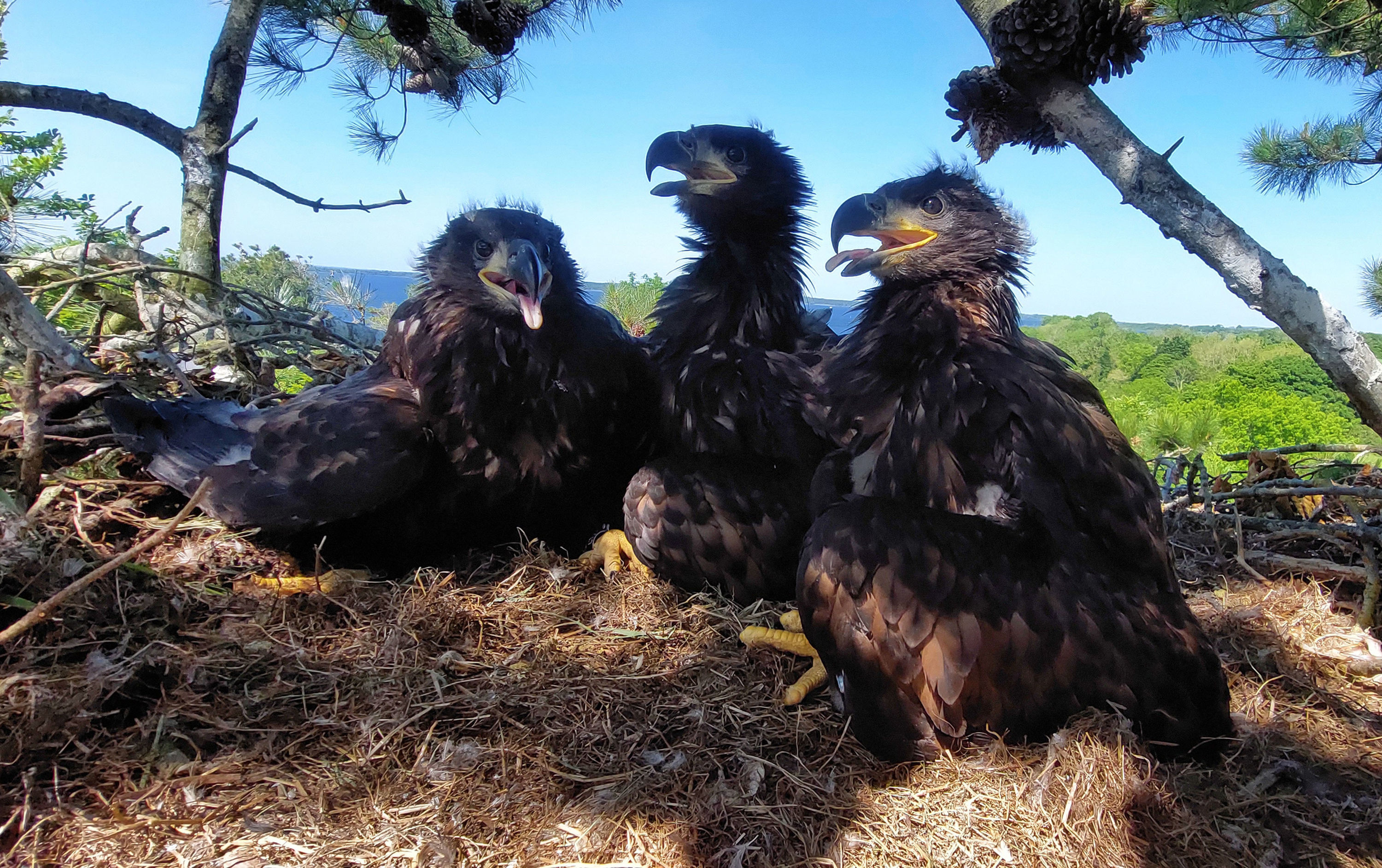 White-tailed eagle chicks hatch in County Clare