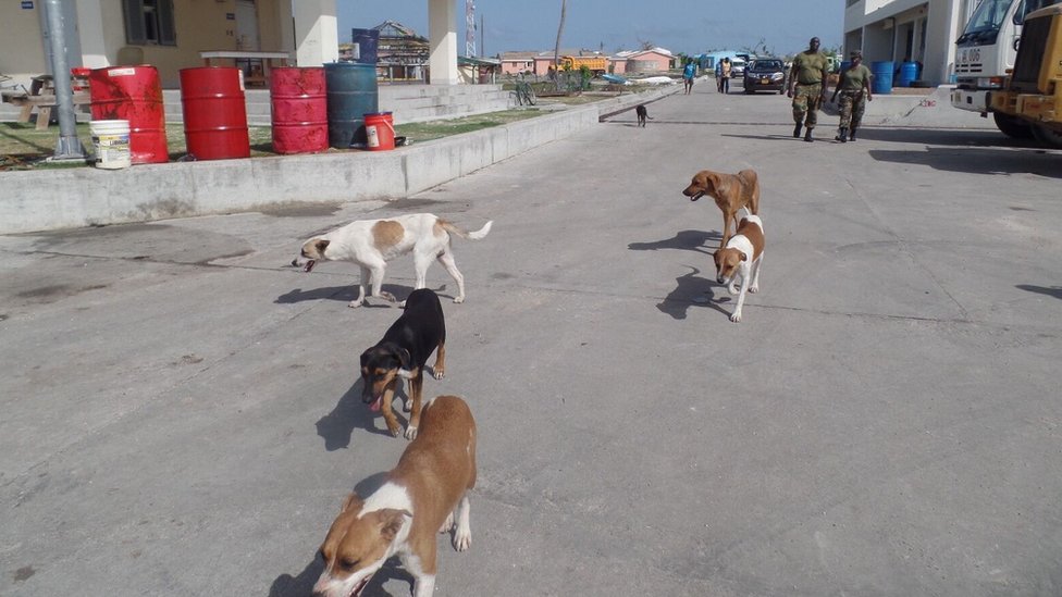 Брошенные собаки гуляют по улицам Барбуды