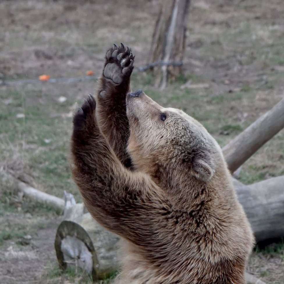 Bear in a bear sanctuary