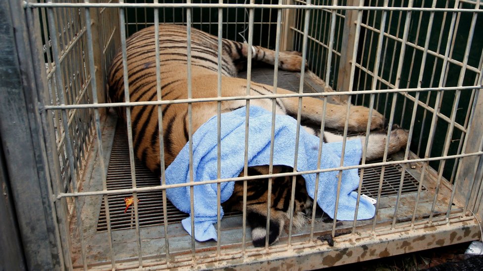 Тигр, находящийся под воздействием снотворного, виден в клетке, когда официальные лица начинают перемещать тигров из скандального Храма тигров в Таиланде