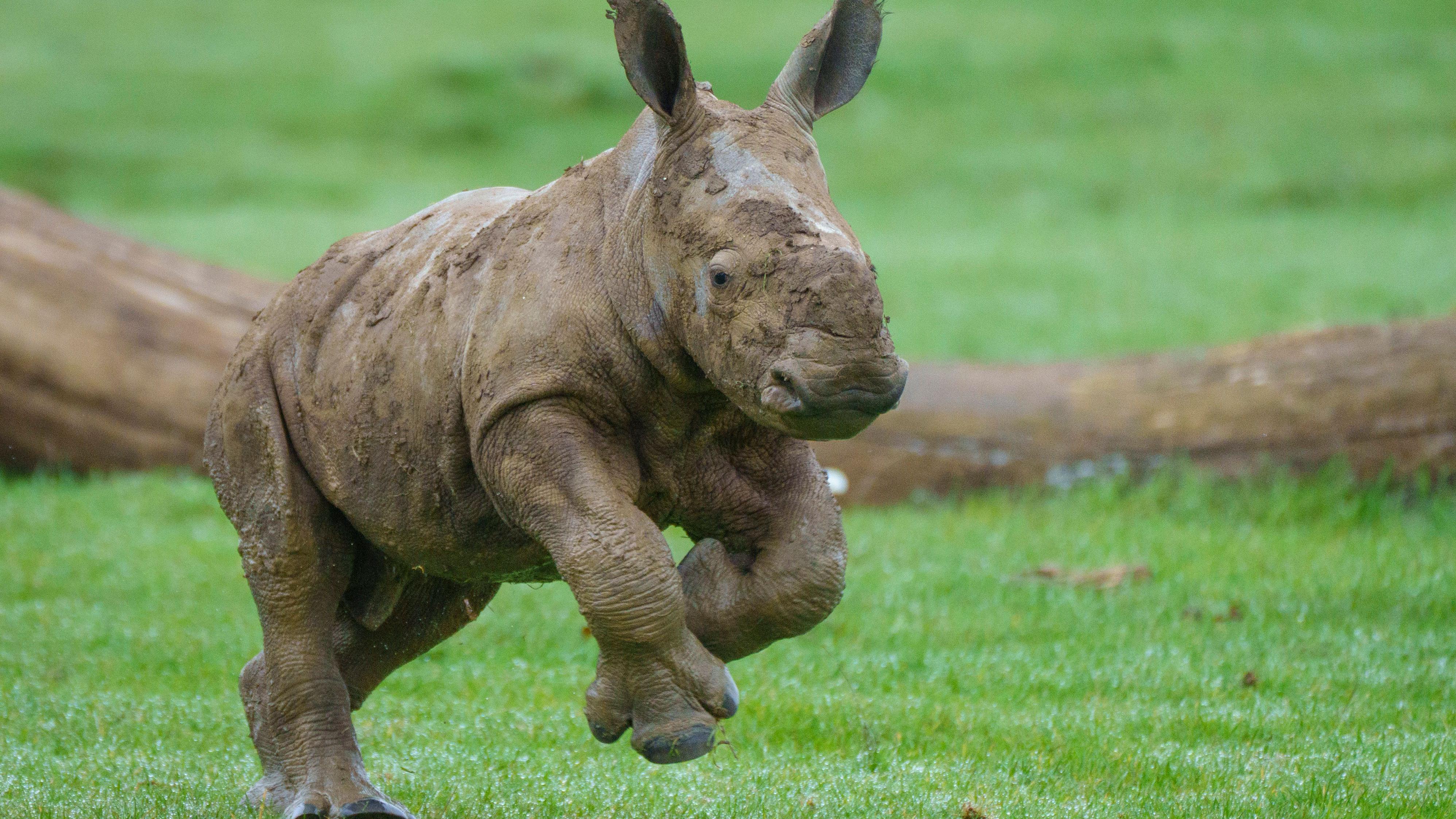 Rhino calf takes its first steps outside at Whipsnade Zoo