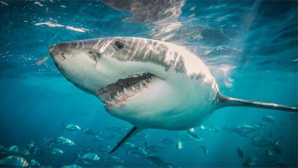 澳大利亞周圍海域有許多鯊魚（Credit: Getty Images）