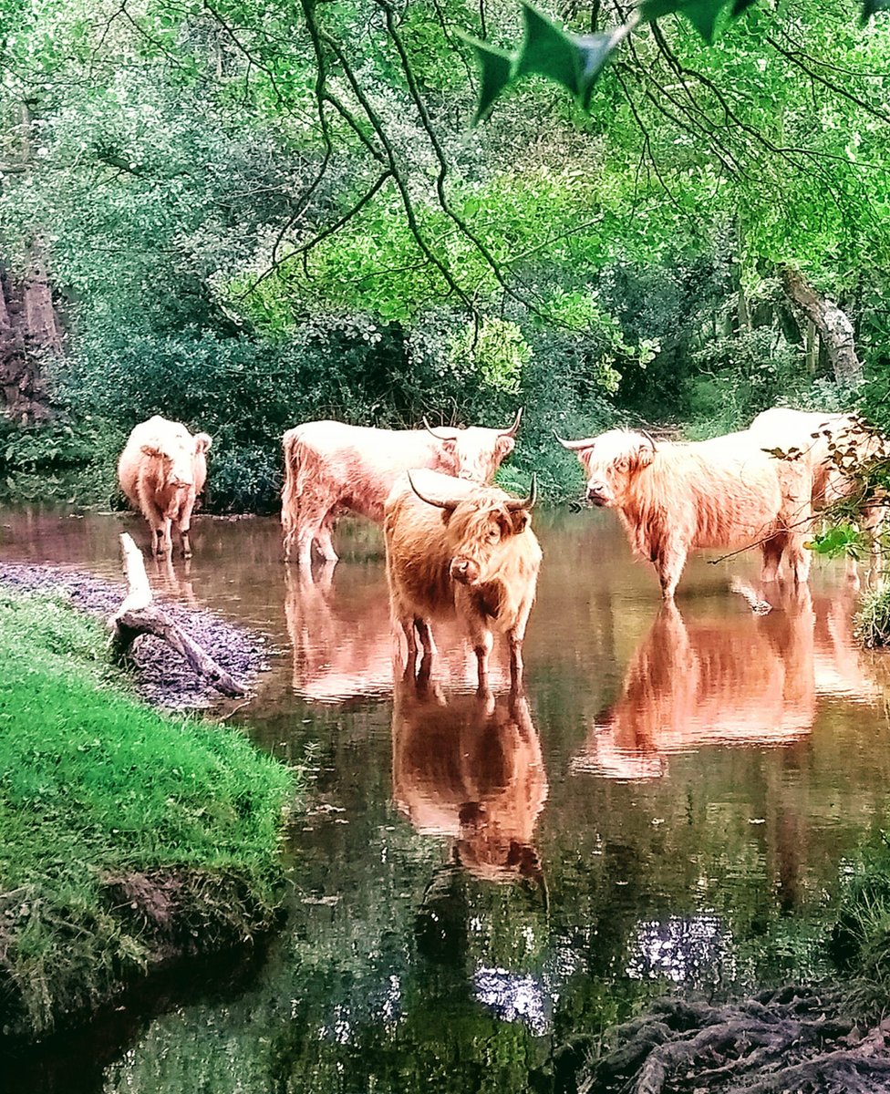 Коровы в воде