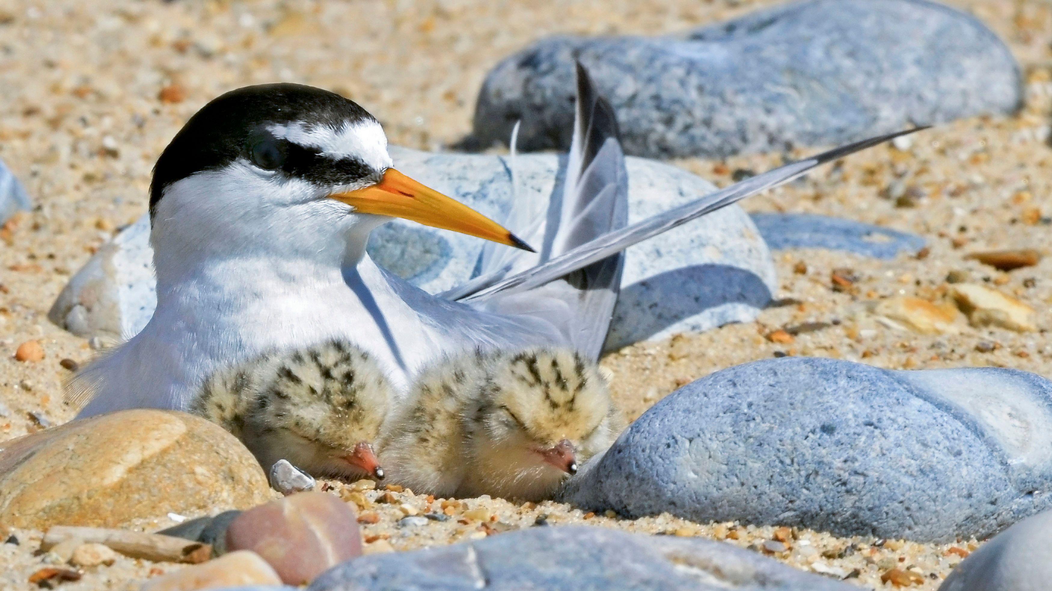 Birds Little Tern クランベリー 1437 Protecting the Vulnerable Little Tern is No Simple Matter | JAPAN