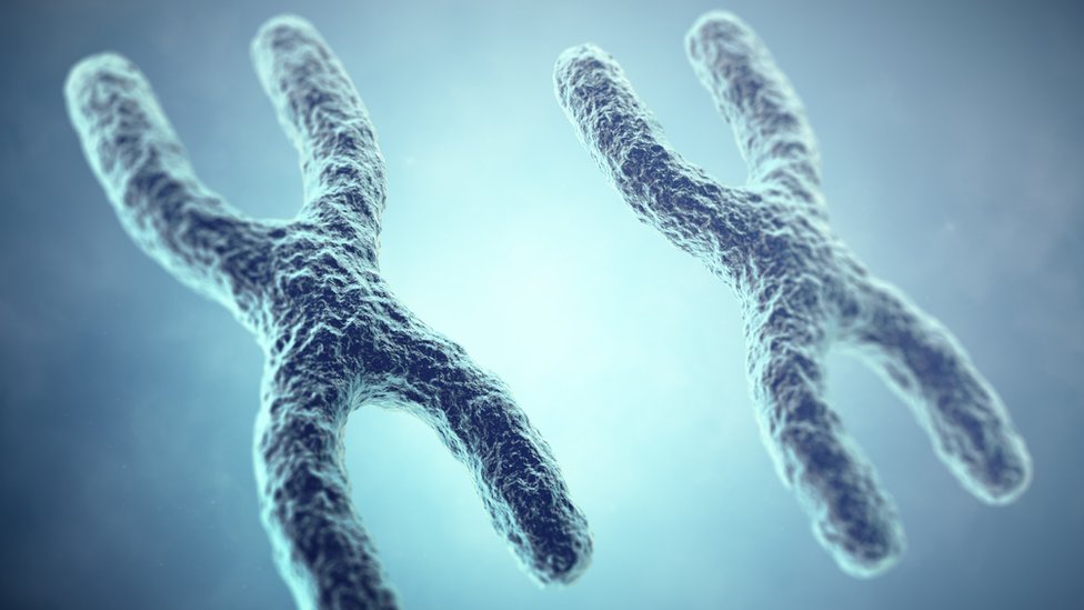 Dos pares de cromosomas X