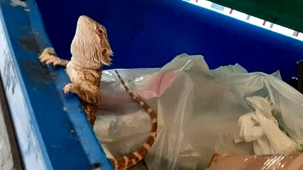 Bearded dragon abandoned during cold snap saved - BBC News