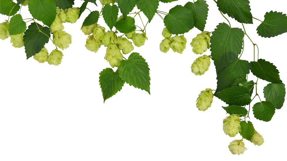 Las flores del lúpulo, una planta trepadora, eran buenísimas para hacer cerveza. Lúpulo