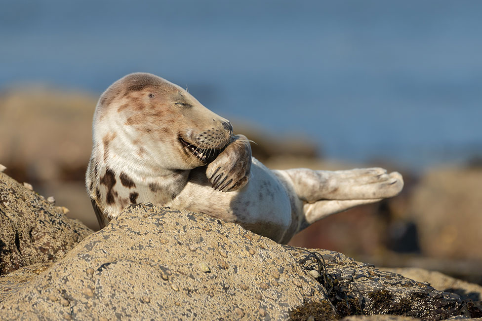 Una foca gris que parece estar riendo