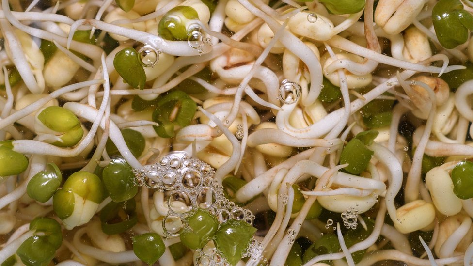 Mung bean sprouts in water