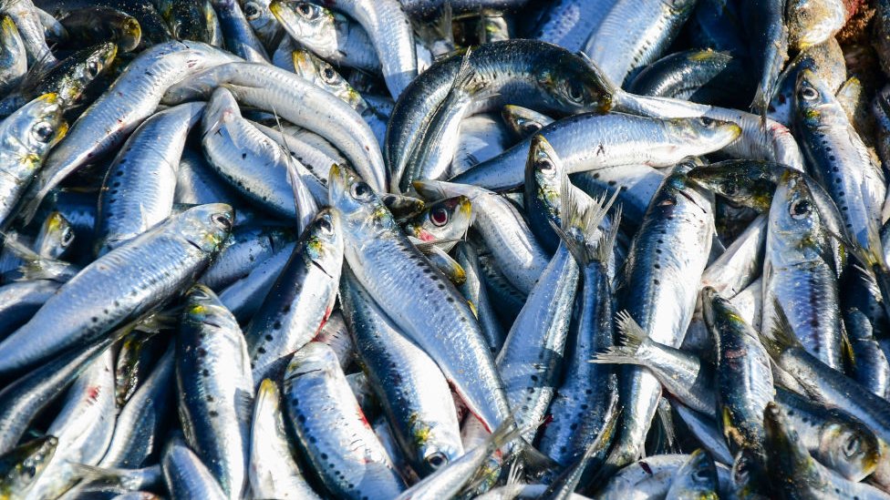 Sardinas