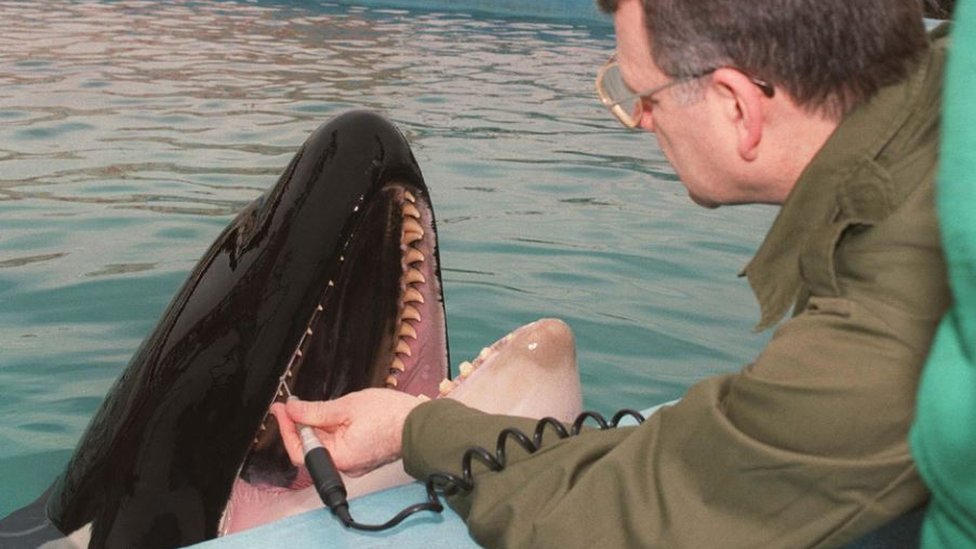 Peter Kertesz treating a killer whale