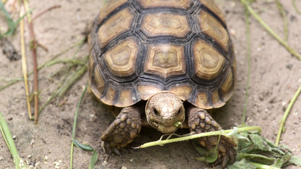 Australian zoo fears for missing endangered tortoise - BBC News