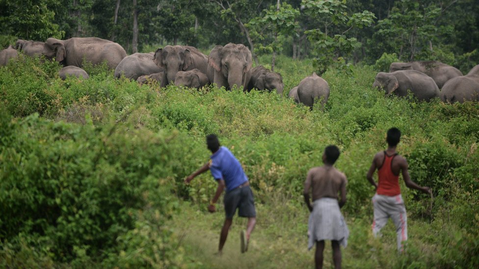 Setelah dikejar dan diusir, gajah dewasa dan bayi gajah semakin stres.