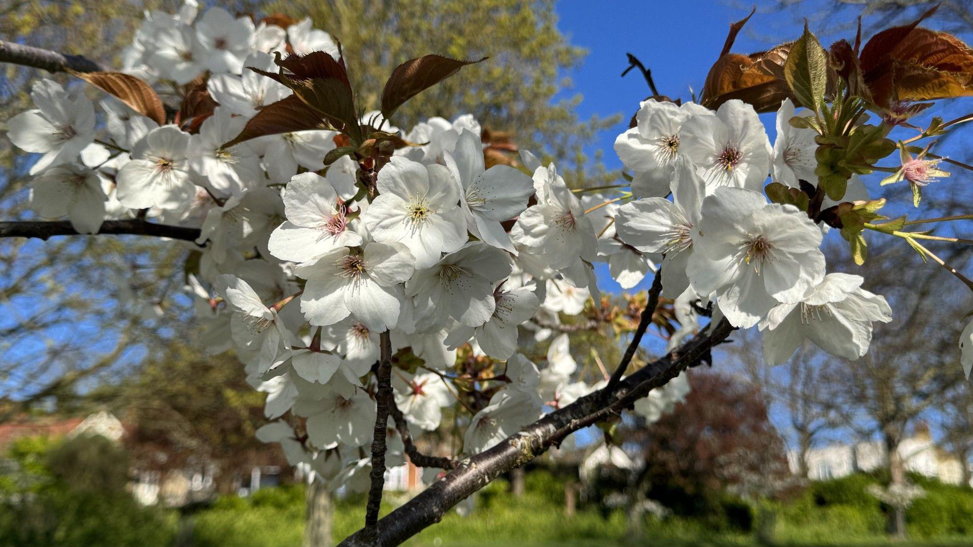 The man from Kent who saved Japanese blossom from extinction