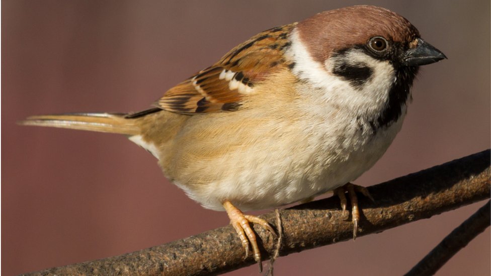 House Sparrow is most common bird in UK says RSPB - CBBC Newsround