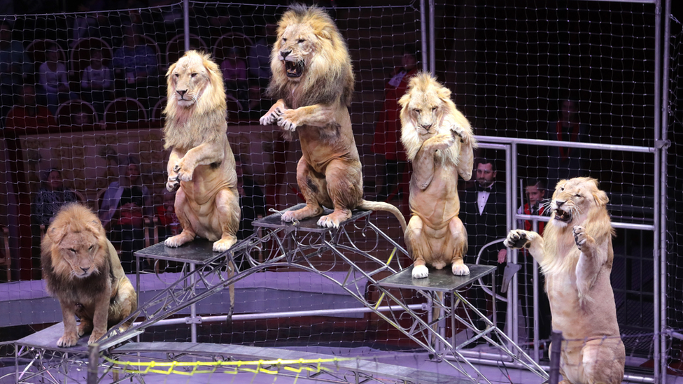 Russian mayor bans 'cruel' circuses - BBC News