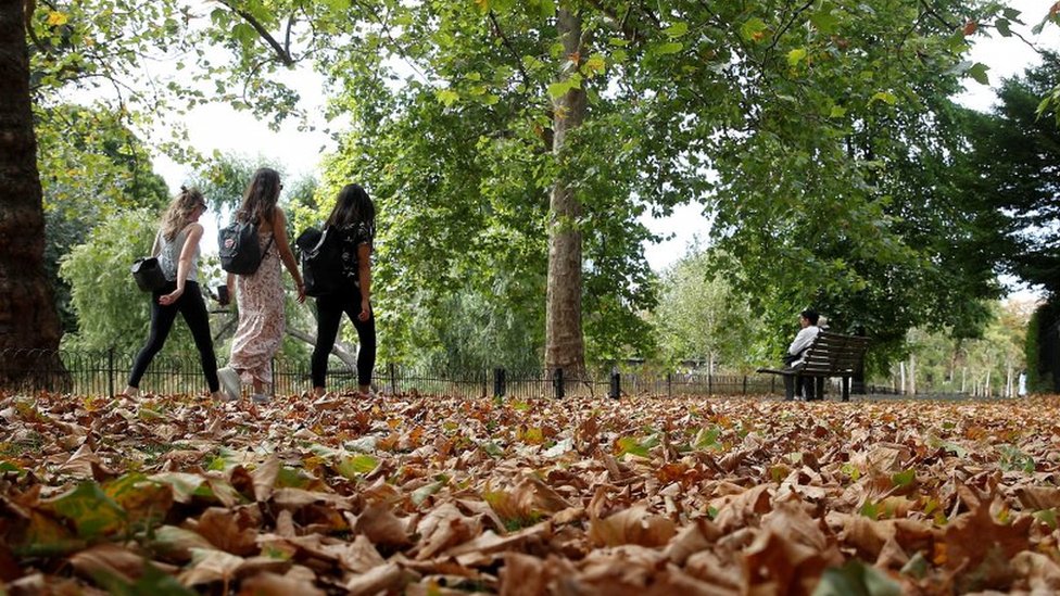 歐洲大旱把樹木搞糊塗了，英國出現罕見的旱情連帶現象「假秋」