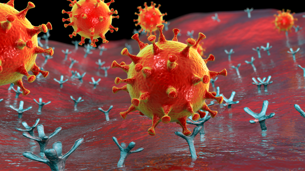 Ilustración que muestra coronavirus uniéndose a receptores en células humanas