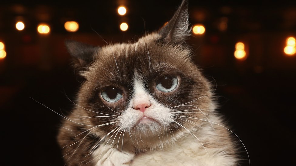 Grumpy Cat RIP: A look back at the life of famous cat - BBC Newsround