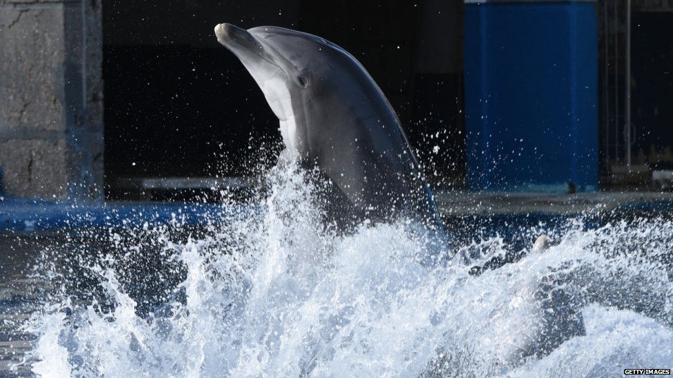 Delfin tokom predstave u delfinarijumu u Španiji