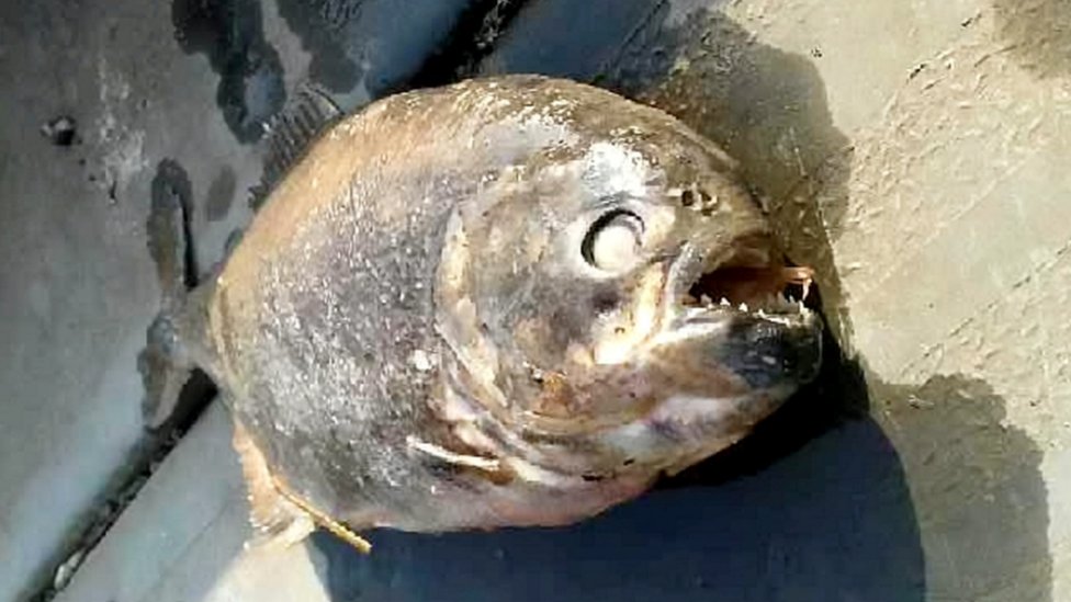 В озере Донкастер найдена рыба