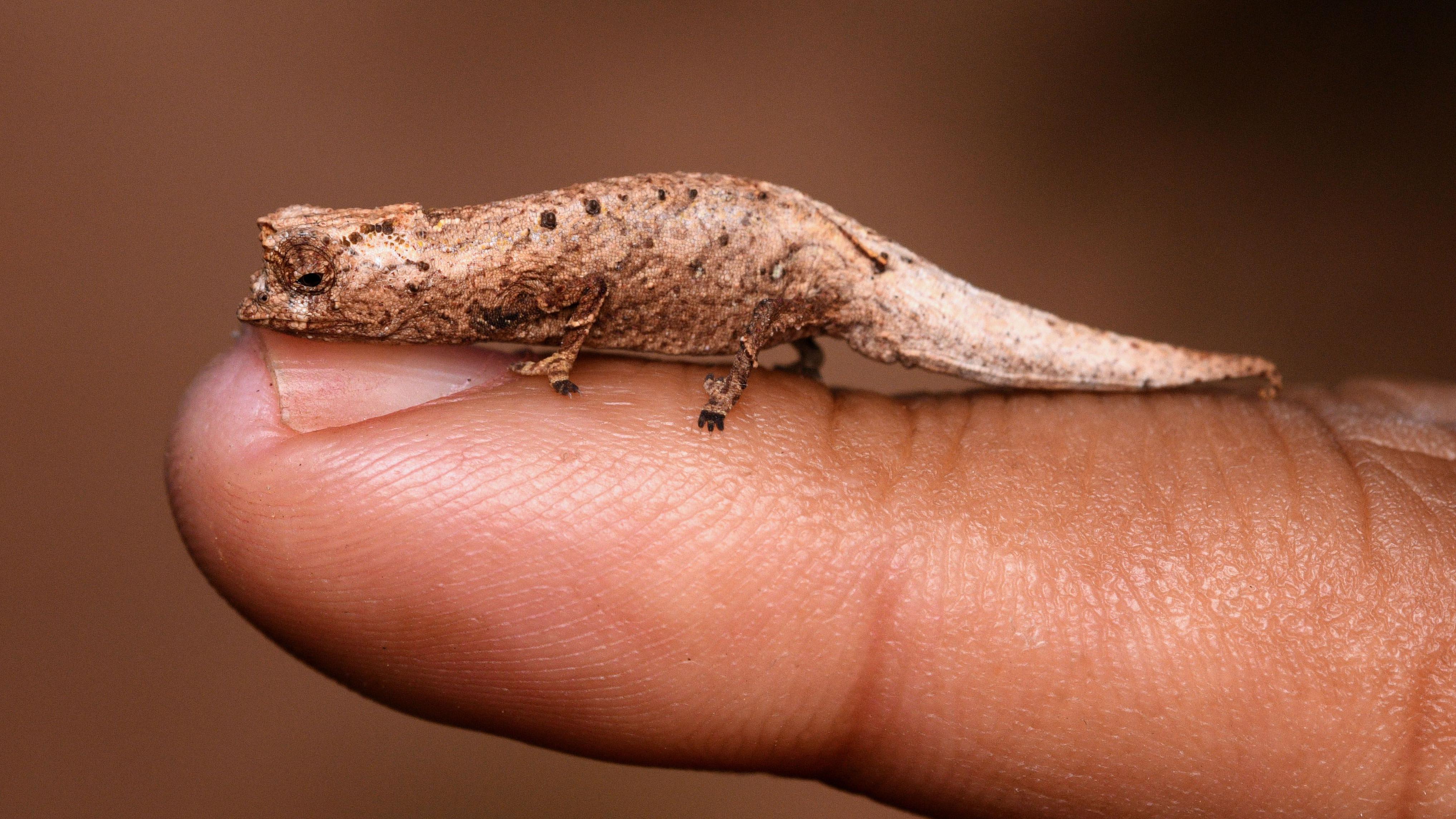 Tourists help find new species of tiny chameleon in Madagascar