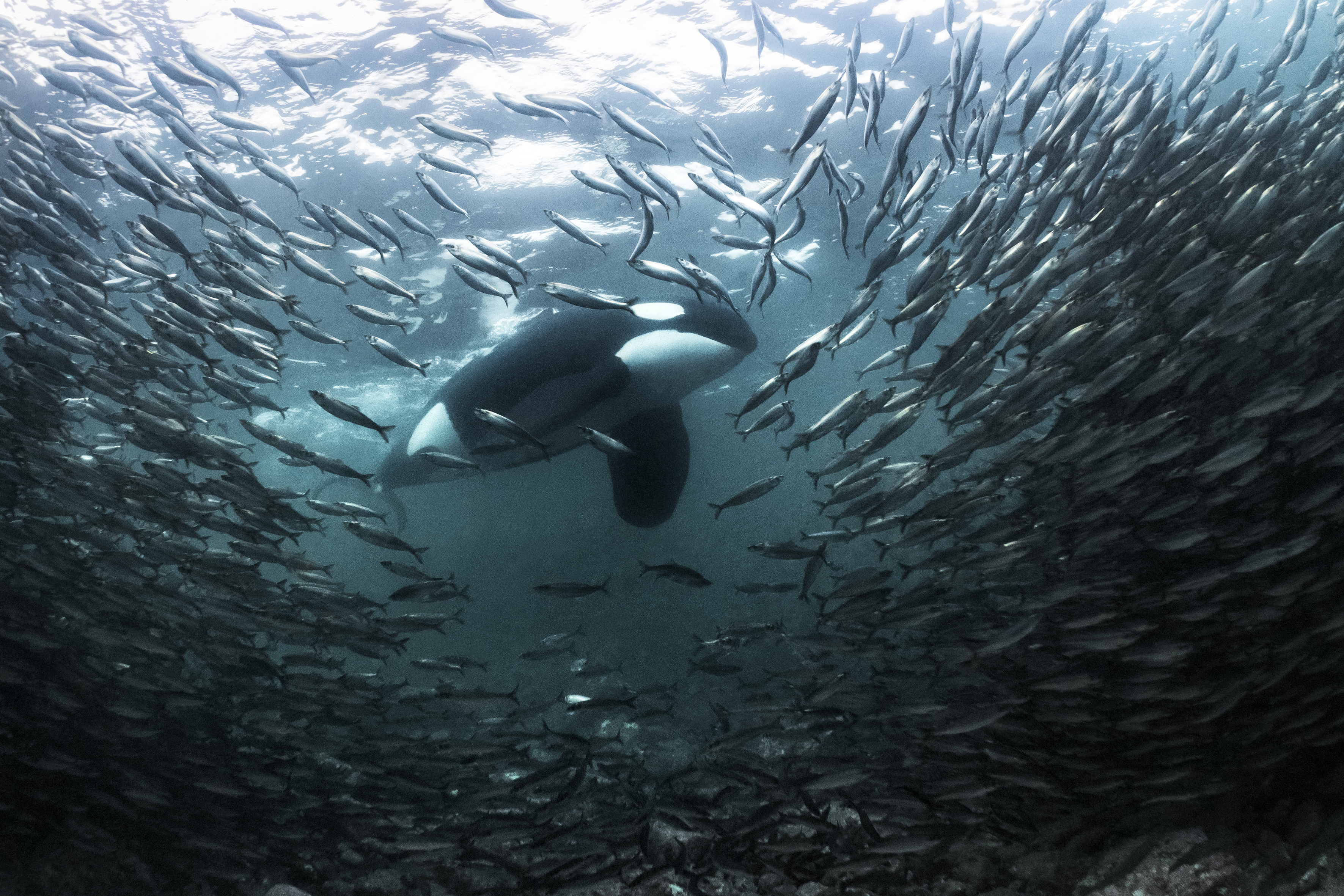 orca atacando arenques