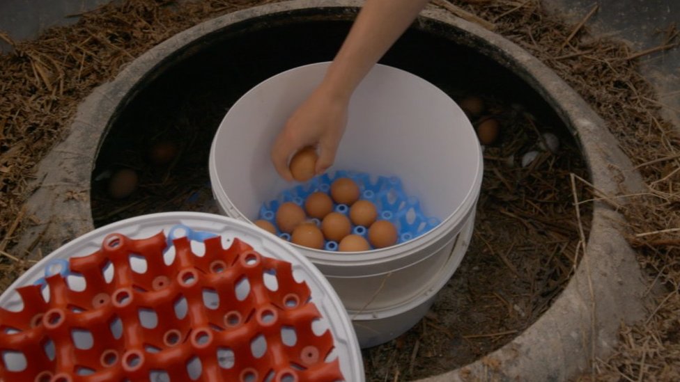 Huevos caseros de la familia Watkinson.