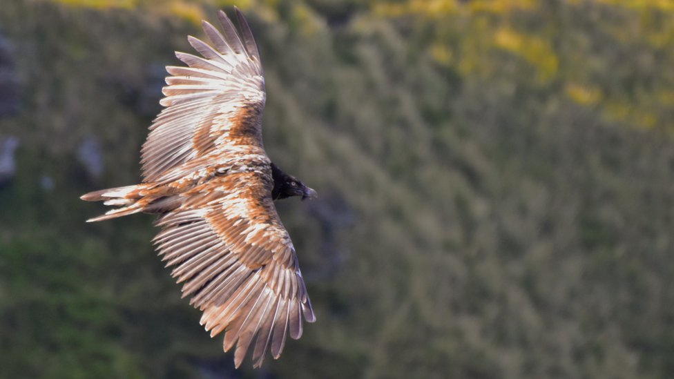 Bearded Vulture Spotted In The Peak District Bbc News,Can You Freeze Mushrooms