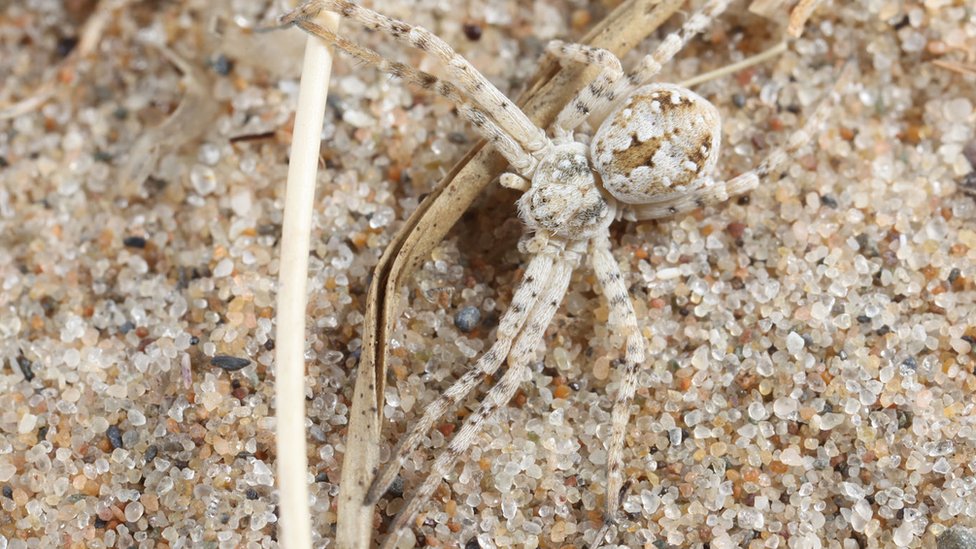 7 new spider species discovered in caves in Israel