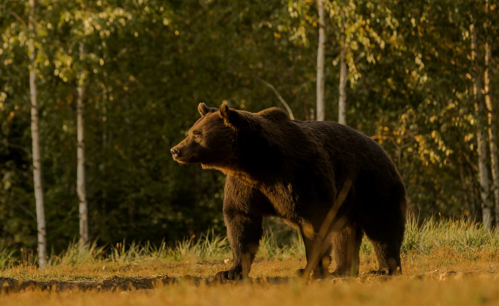 mrki medved u rumuniji