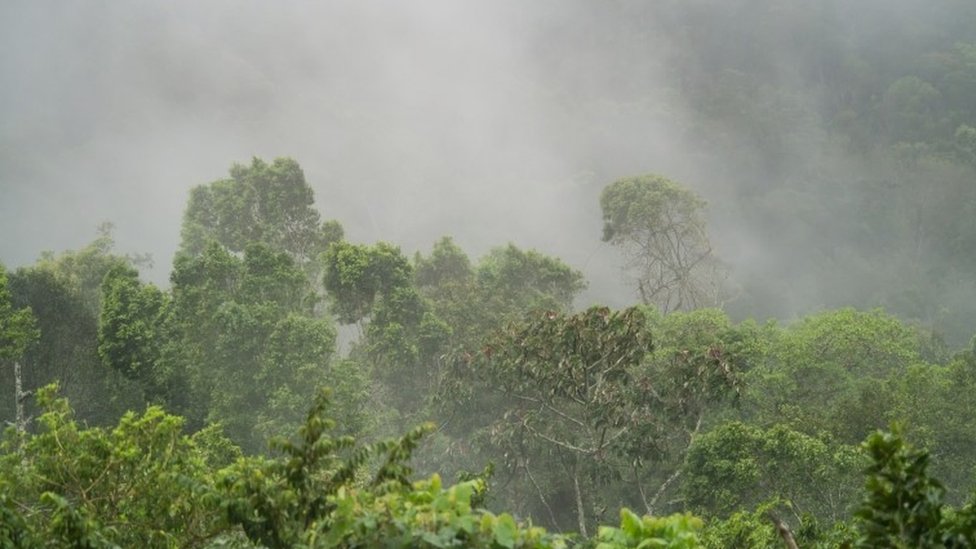 Туманы джунглей в горах Центральной Никарагуа