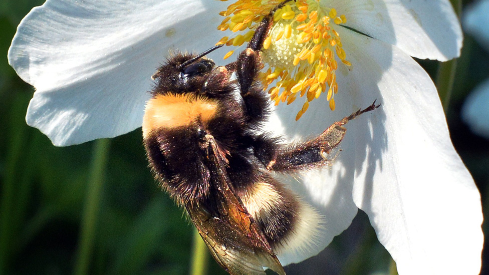 Подмосковные пчелы собирают пыльцу, файл pic