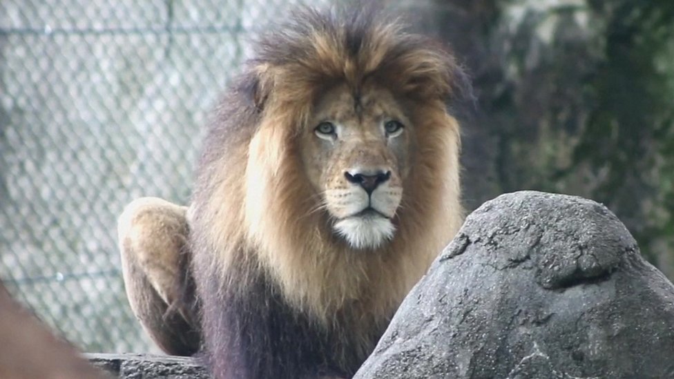 Lion Nyack of Indianapolis Zoo