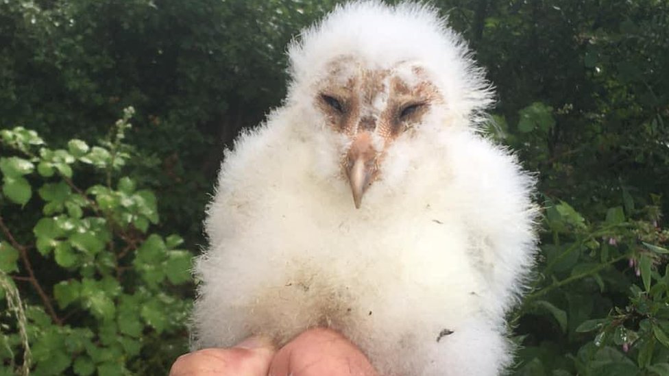 rspb barn owl cam