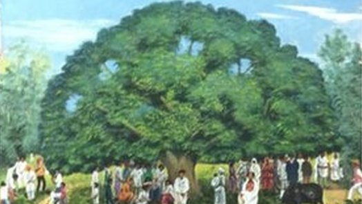 African Index On X: Note: This Particular Tree Is In Costa, 45% OFF