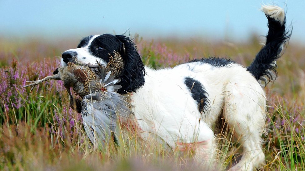 why do they dock springer spaniels tails