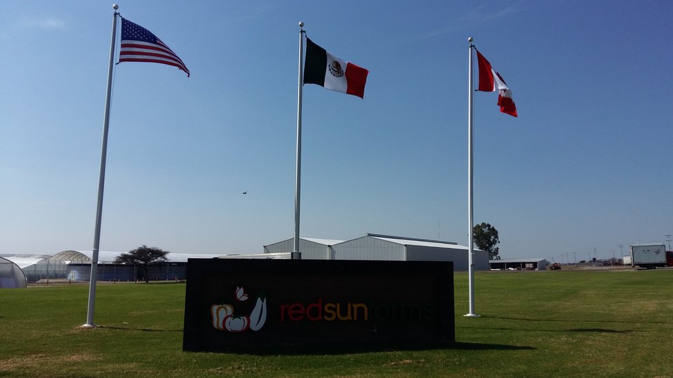 Флаги трех стран Nafta на Red Sun Farms