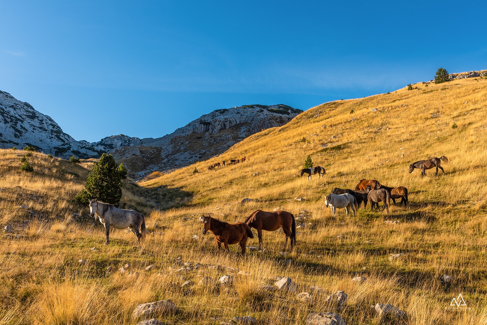 bosanski brdski konj na prenju