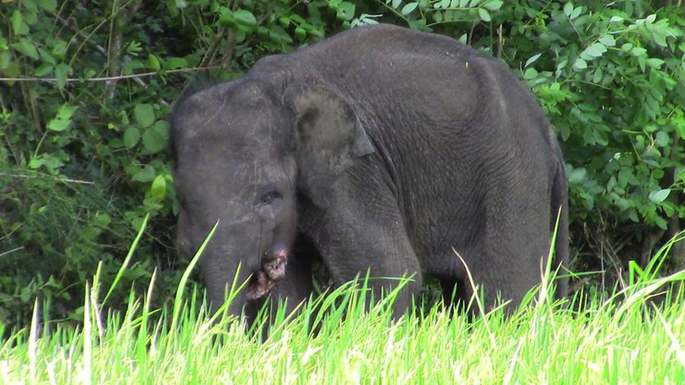 A baby elephant injured due to a jaw bomb in Sri Lanka