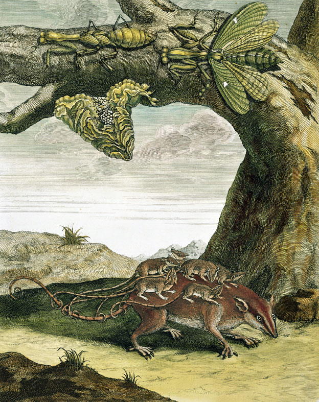 El mundo antes de que interfiriéramos. Dibujo de Maria Merian en Surinam