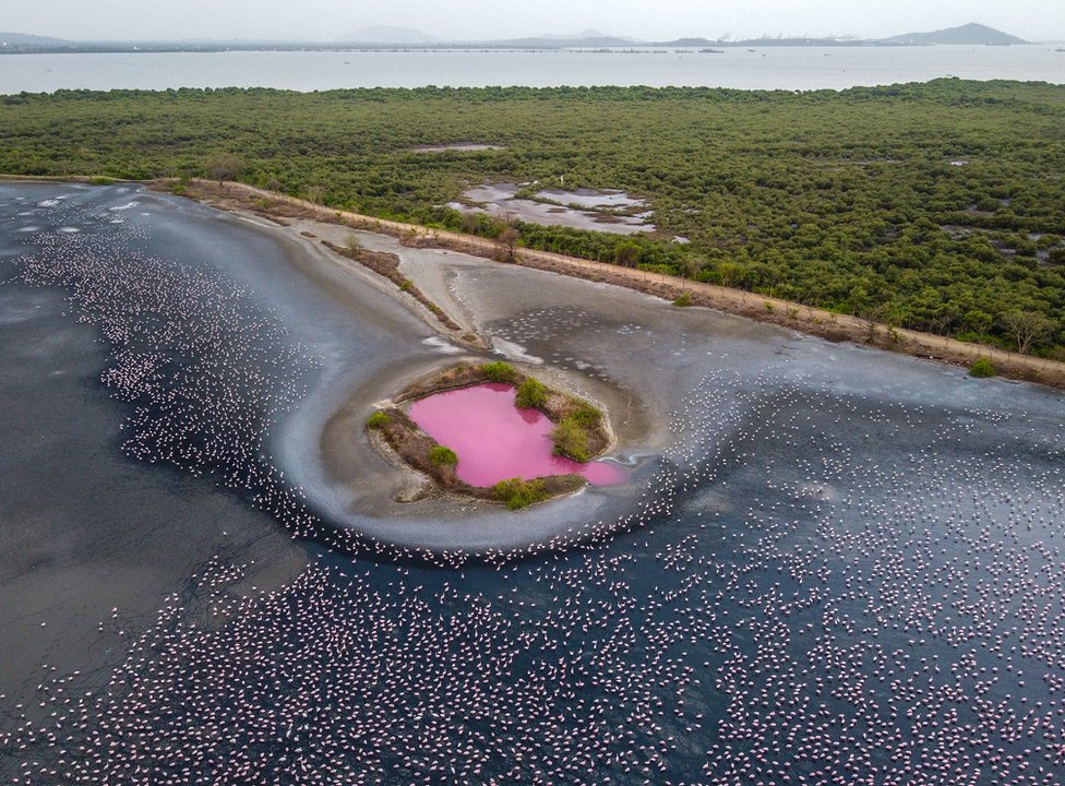 An aerial view of thousands of flamingos in water with blocks of flats on the bank next to them